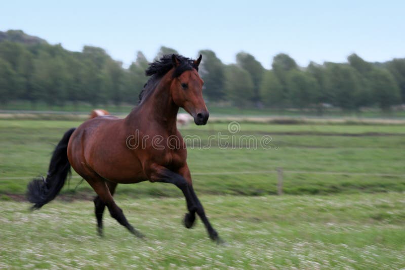 chestnut horse стоковое фото rf chestnut horse стоковое фото rf