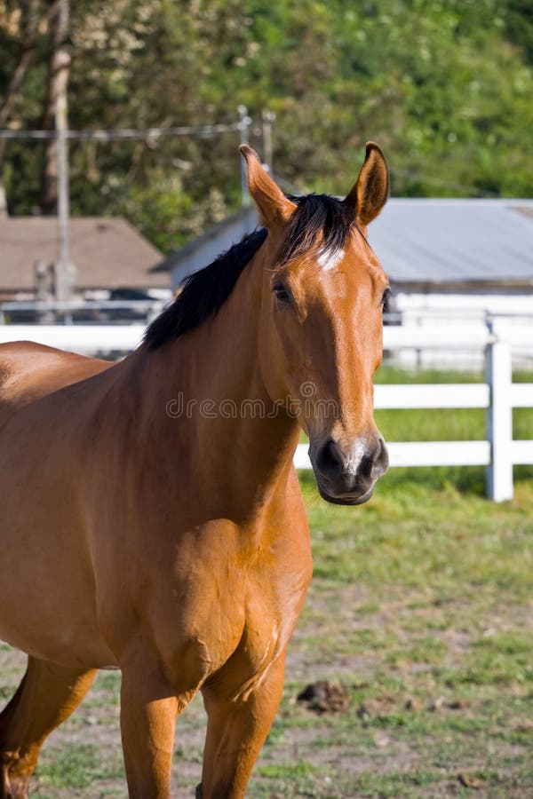 Chestnut horse stock image. Image of animal, equestrian 5208007