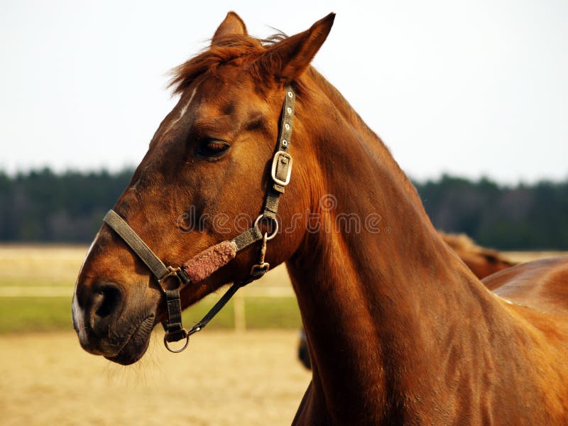 Chestnut Horse Picture. Image 5811789