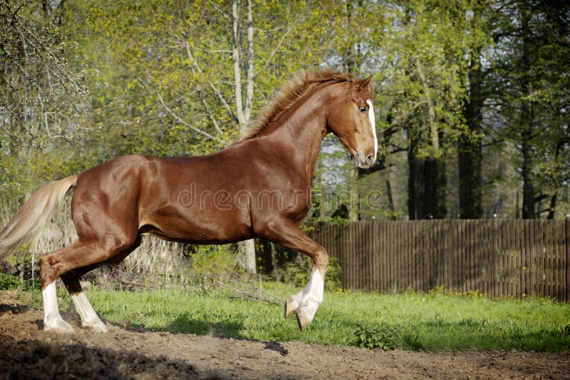 Chestnut horse in action stock photo. Image of card, hoof 24683096