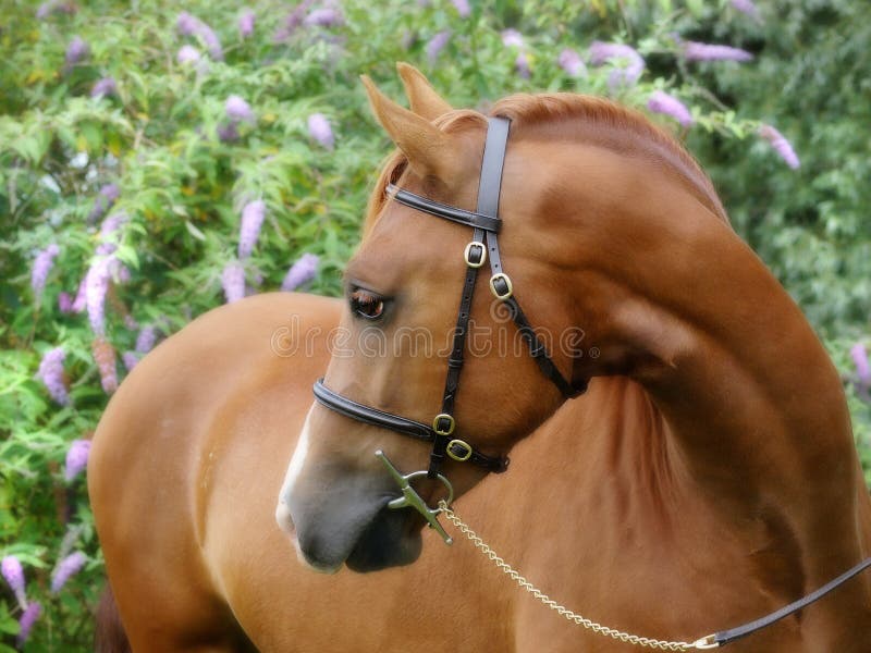 Chestnut Horse In Bridle Headshot