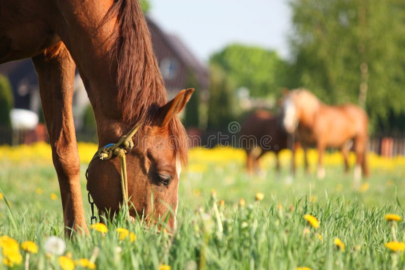 Chestnut Horse Eating Grass at the Field Stock Photo Image of animal, chestnut 27138518