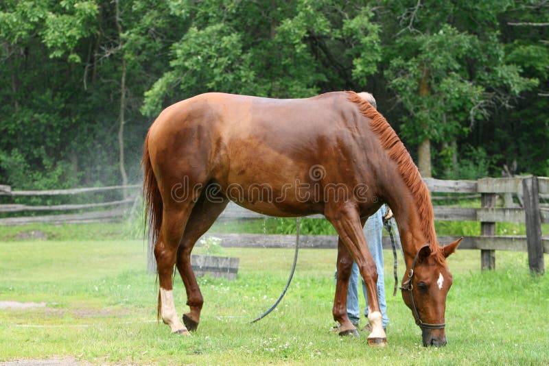 Chestnut horse having a bath