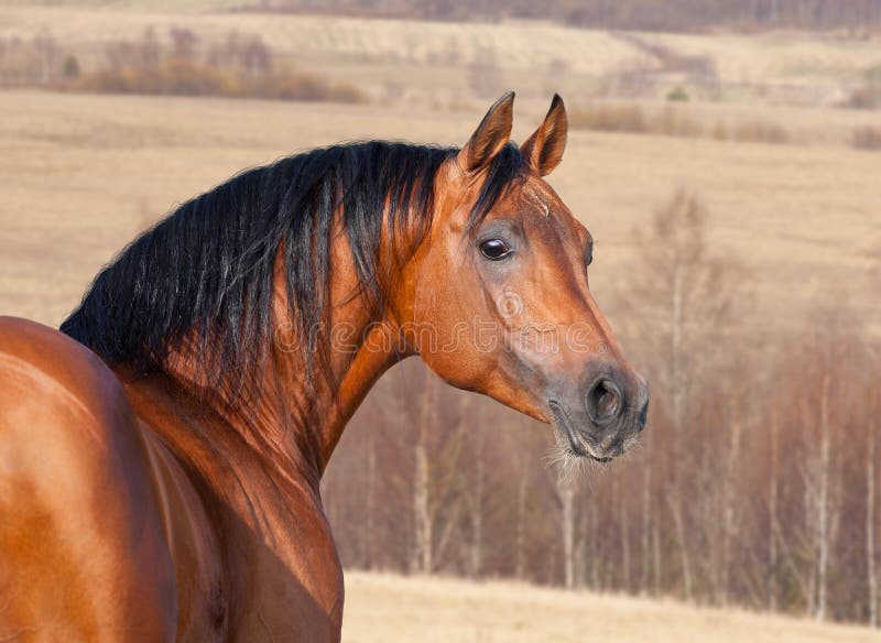 Chestnut horse head, autumn background