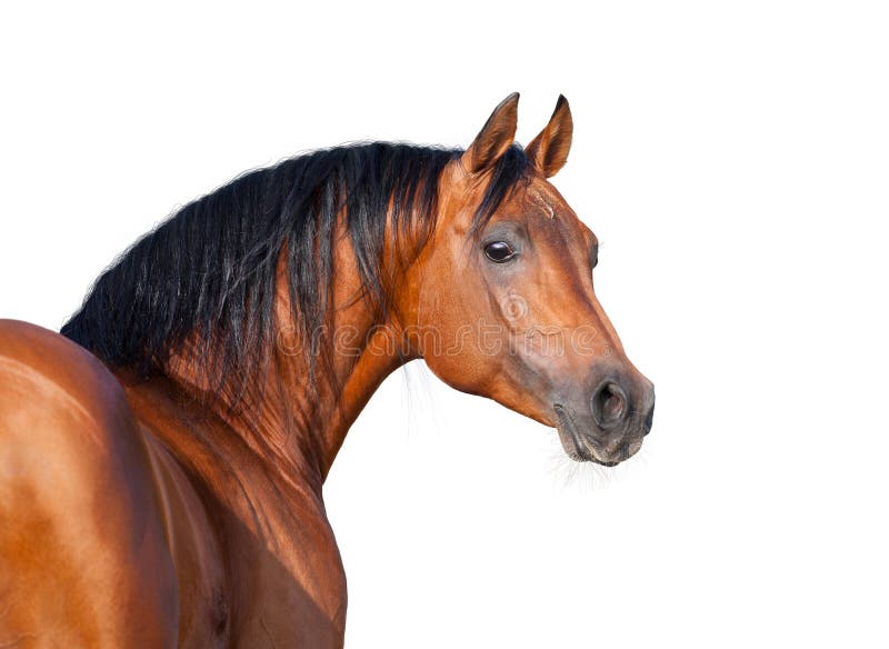 Chestnut horse head isolated on white background.