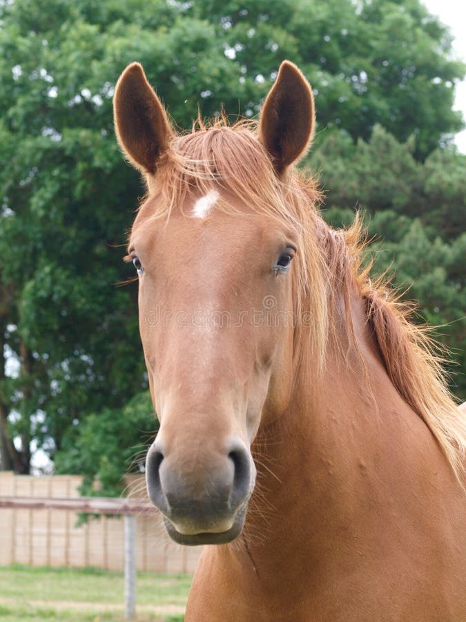 Chestnut Horse Headshot stock image. Image of beautiful 35223867