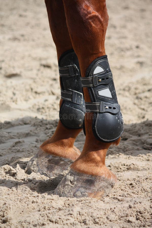 Chestnut Horse Legs Close Up Splint Boots Stock Photos Free & Royalty