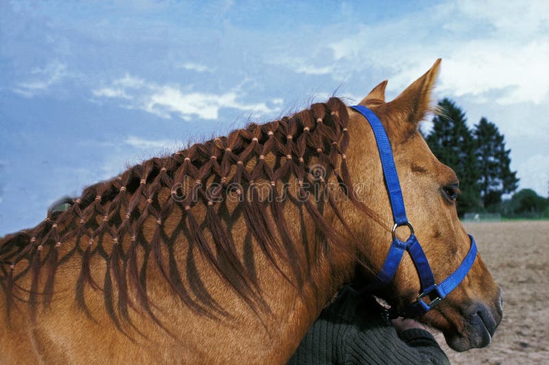 Plaiting a Horse stock image. Image of close, detail 145949039