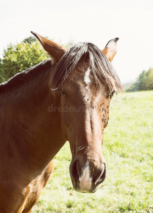 Chestnut horse portrait stock image. Image of agriculture 55409843