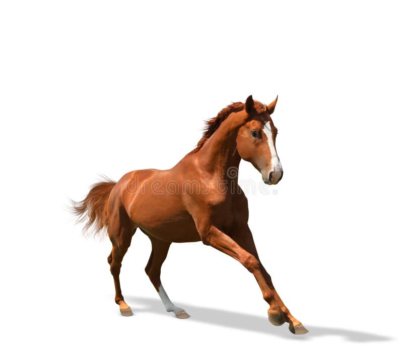 Chestnut Horse Running on Background. Beautiful Pet Stock Photo - Image of  nature, mammal: 192215496