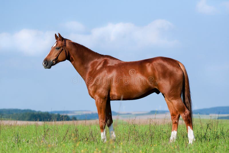 Horse Standing Side View