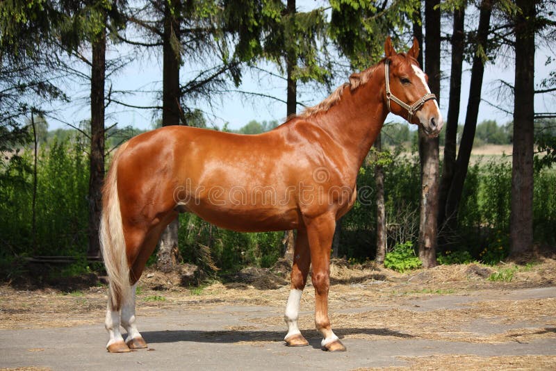Chestnut Horse Standing Near The Forest Stock Photo Image 42878021