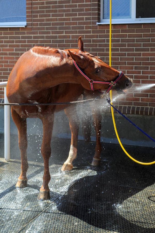 Chestnut Horse Stands and Drinks Water from a Hose Stock Photo Image of drinks, confident