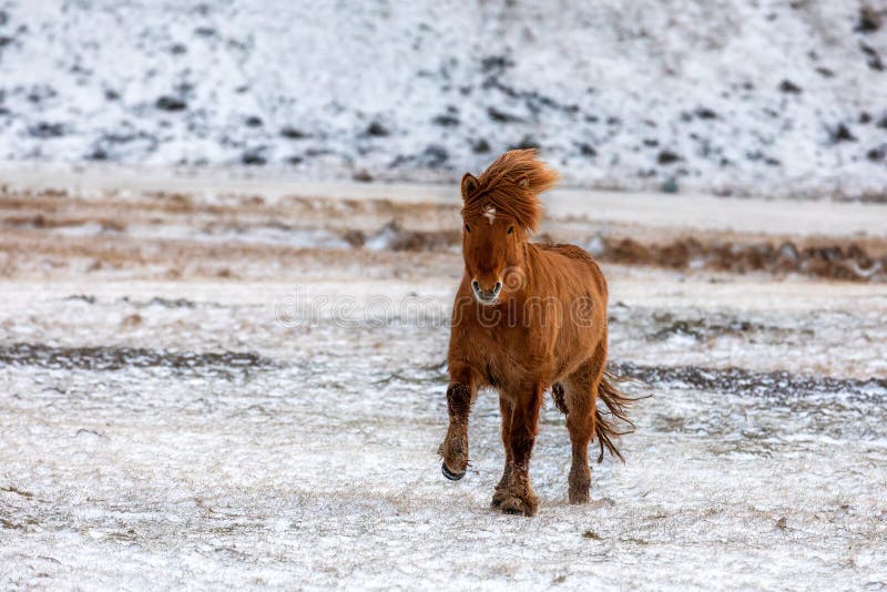 Chestnut Icelandic horse running across a frozen and snowy meadow