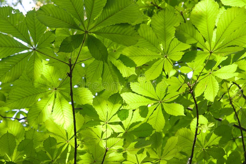 Chestnut leaves