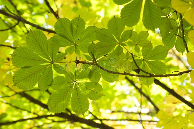 Chestnut leaves