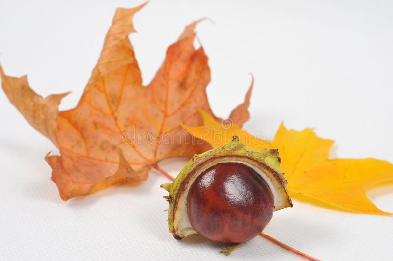 Chestnut and leaves, fall is coming