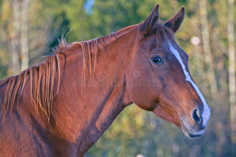 Chestnut Mare stock image. Image of season, horizontal 54128715