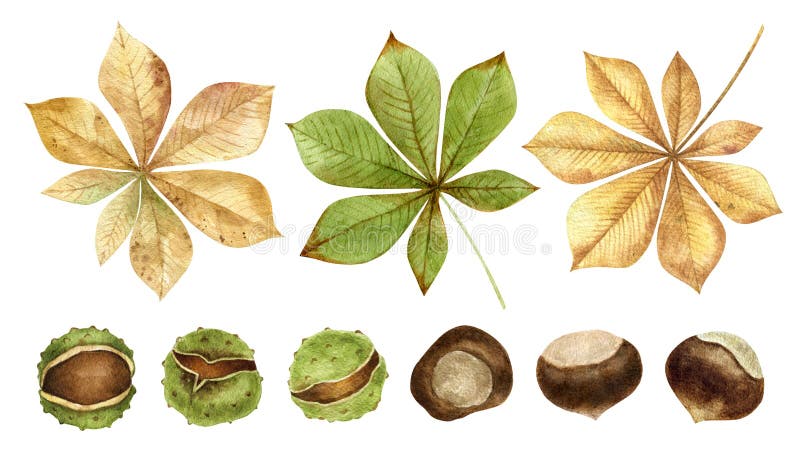 Chestnut Nötter och blad som är isolerade på vit bakgrund Traditionell tacksägelsemat, hösthelgdagar och en hälsosam stock illustrationer