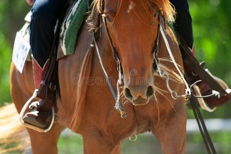 Chestnut quarter horse closeup