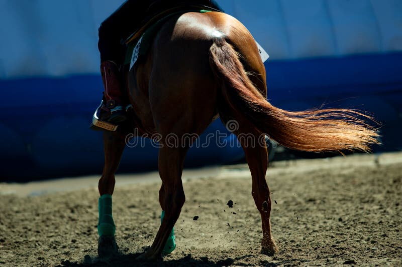 Chestnut quarter horse closeup under the saddle in backlight