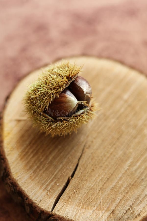 A chestnut on a rough wooden board royalty free stock images