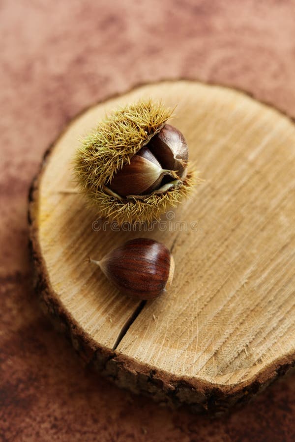 A chestnut on a rough wooden board stock photography