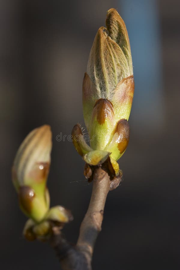 Chestnut s bud