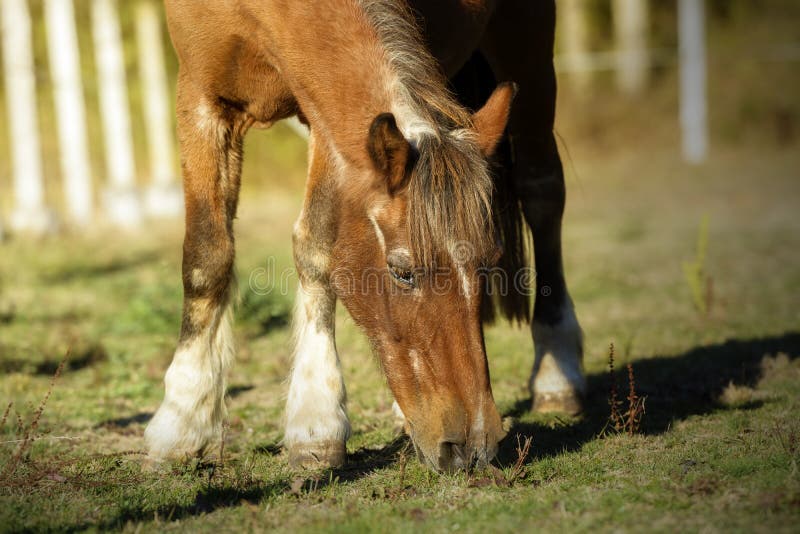 Old horse grazing peacefully in the pasture