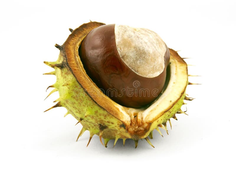 Chestnut in shell