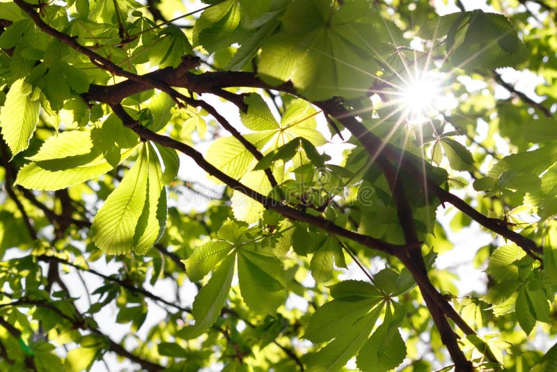 Chestnut tree