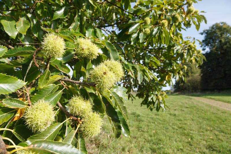 Chestnut tree British countryside royalty free stock photo