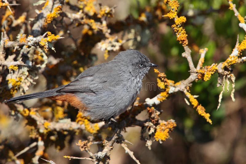 Chestnut-vented Tit-Babbler