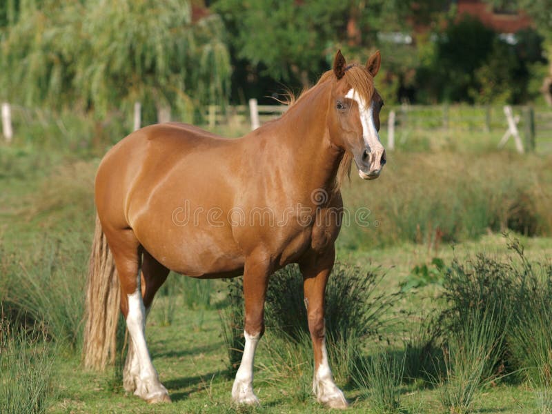 Chestnut Welsh Pony stock image. Image of riding, welsh 169861573