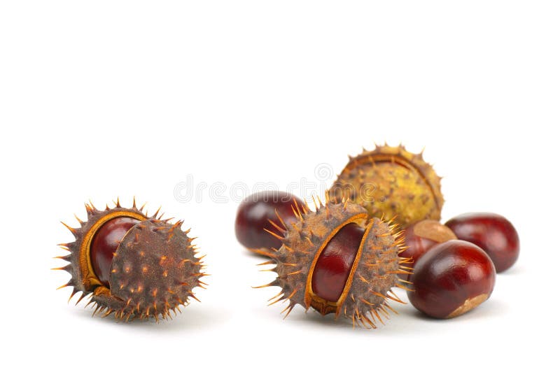 Chestnuts