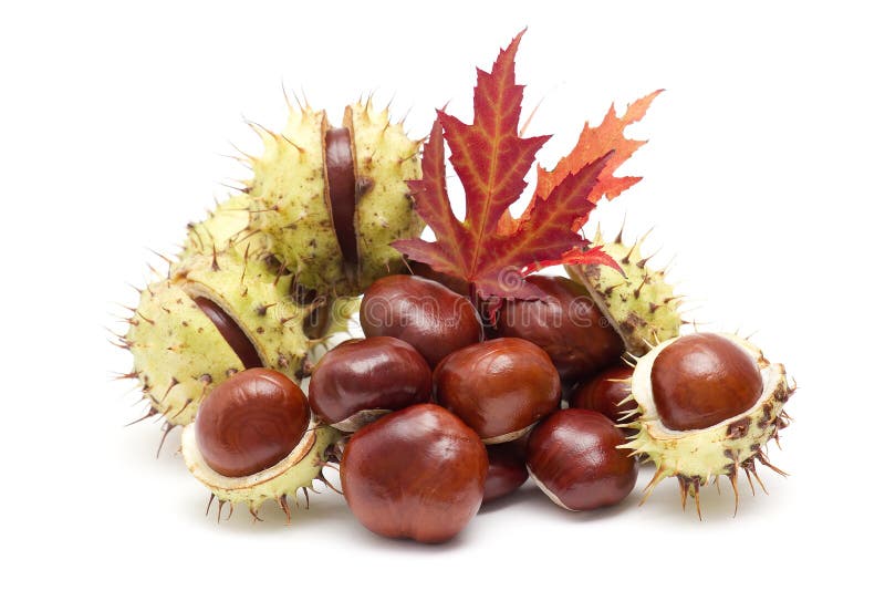 Chestnuts and Autumn Leaves Stock Photo - Image of brown, prickle: 16395844