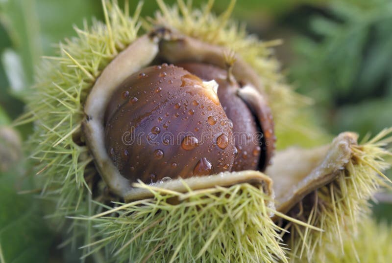 Opening Tree Cone in Warm Weather - Stock Photo Stock Image