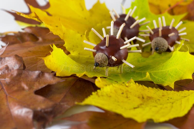 Chestnuts hedgehogs