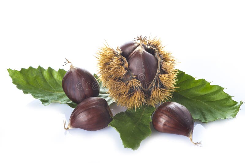 Chestnuts with leaves and burrs isolated on a white background