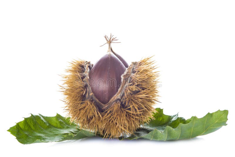 Chestnuts with leaves and burrs isolated on a white background