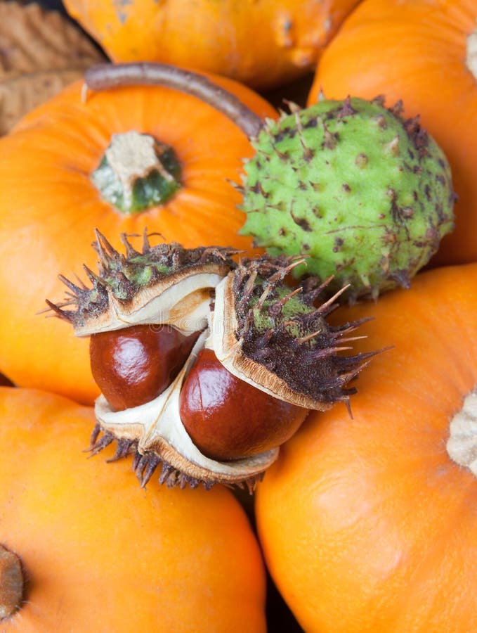 Chestnuts on pumpkins stock image. Image of conker, pumpkin 11375651