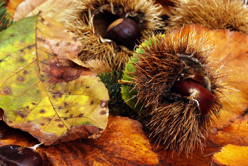 Chestnuts and the scent of wood