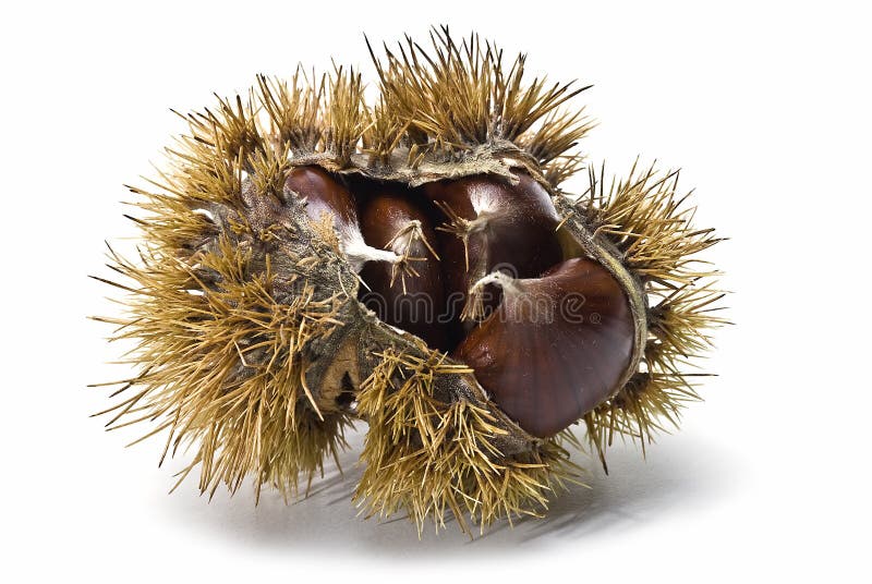 Chestnuts in their urchin.