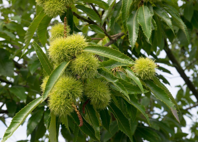 Chestnuts on tree stock image. Image of fruit, peel, grow 36322163