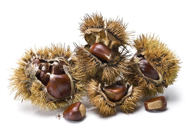 Chestnuts and urchins.