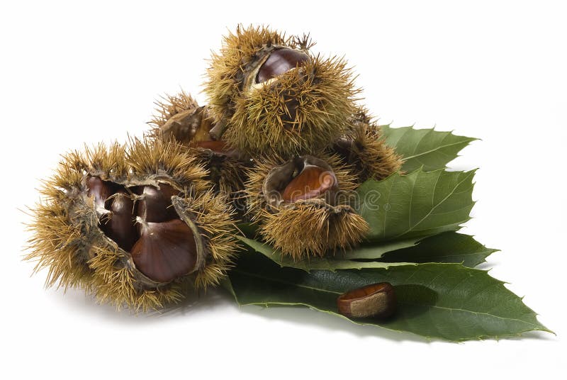 Chestnuts and urchins on some leaves.