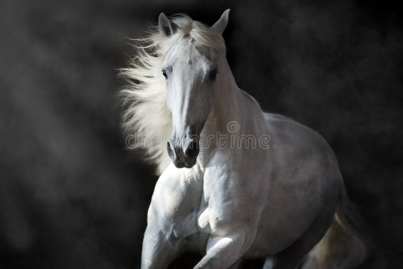 Cheval andalou blanc dans le mouvement photographie stock Cheval andalou blanc dans le mouvement photographie stock