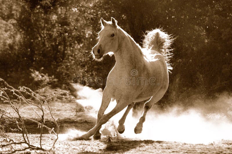 Cheval Arabe Cheval Arabe