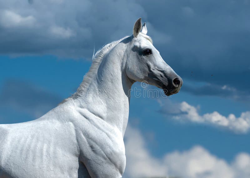 Cheval Arabe blanc sur le fond orageux photos libres de droits Cheval Arabe blanc sur le fond orageux photos libres de droits