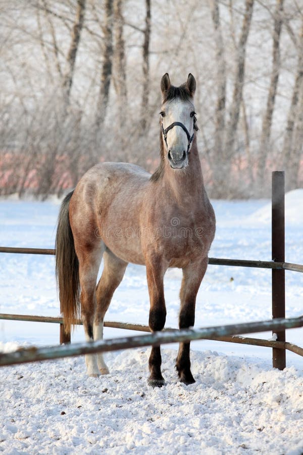 Cheval Arabe gris pommelé dans le mouvement sur le ranch de neige photographie stock Cheval Arabe gris pommelé dans le mouvement sur le ranch de neige photographie stock